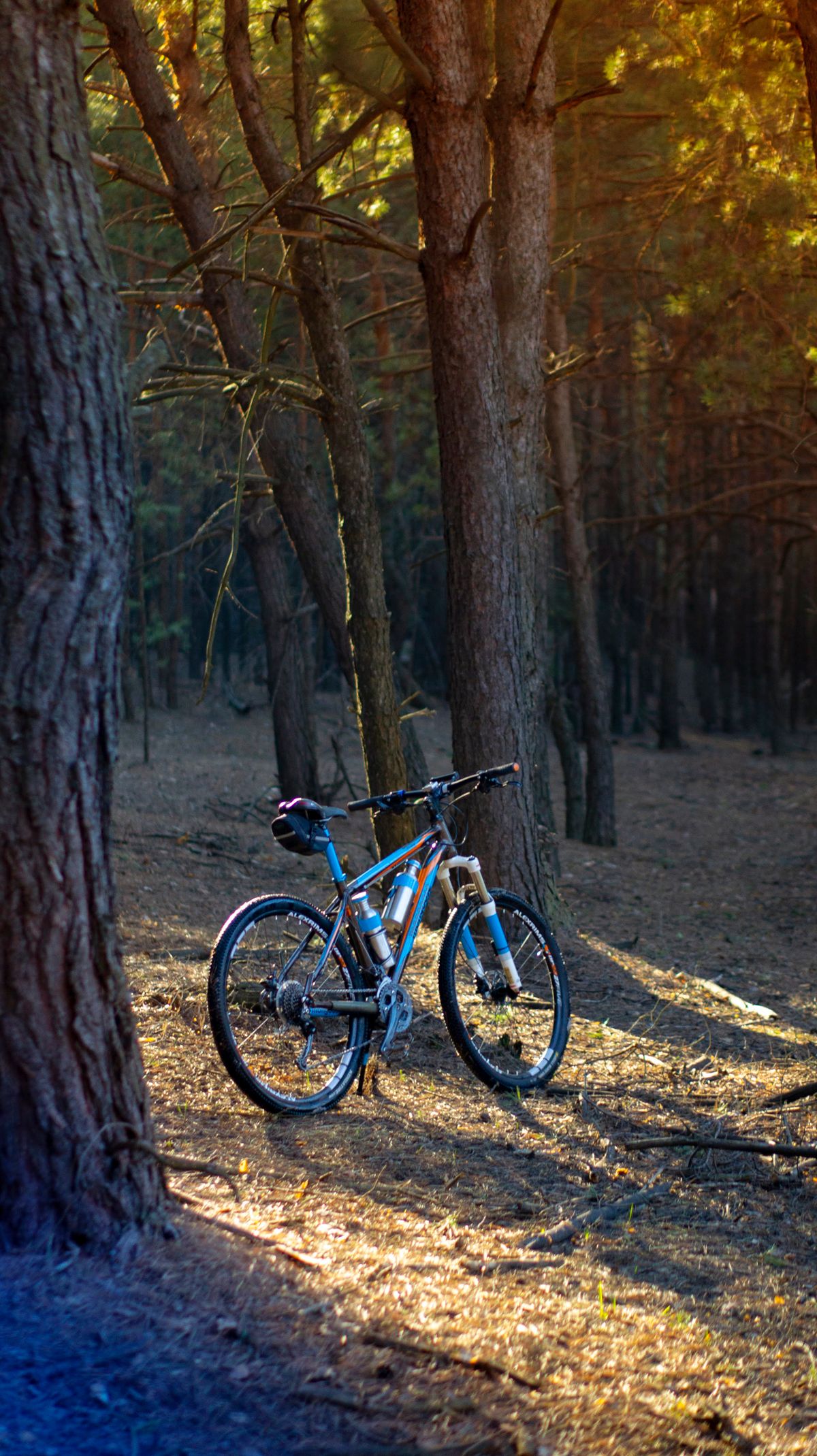 Mountain bike in forest